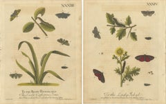Antique English Moths and Caterpillars on Grass & Flowering Plants – Albin 1720