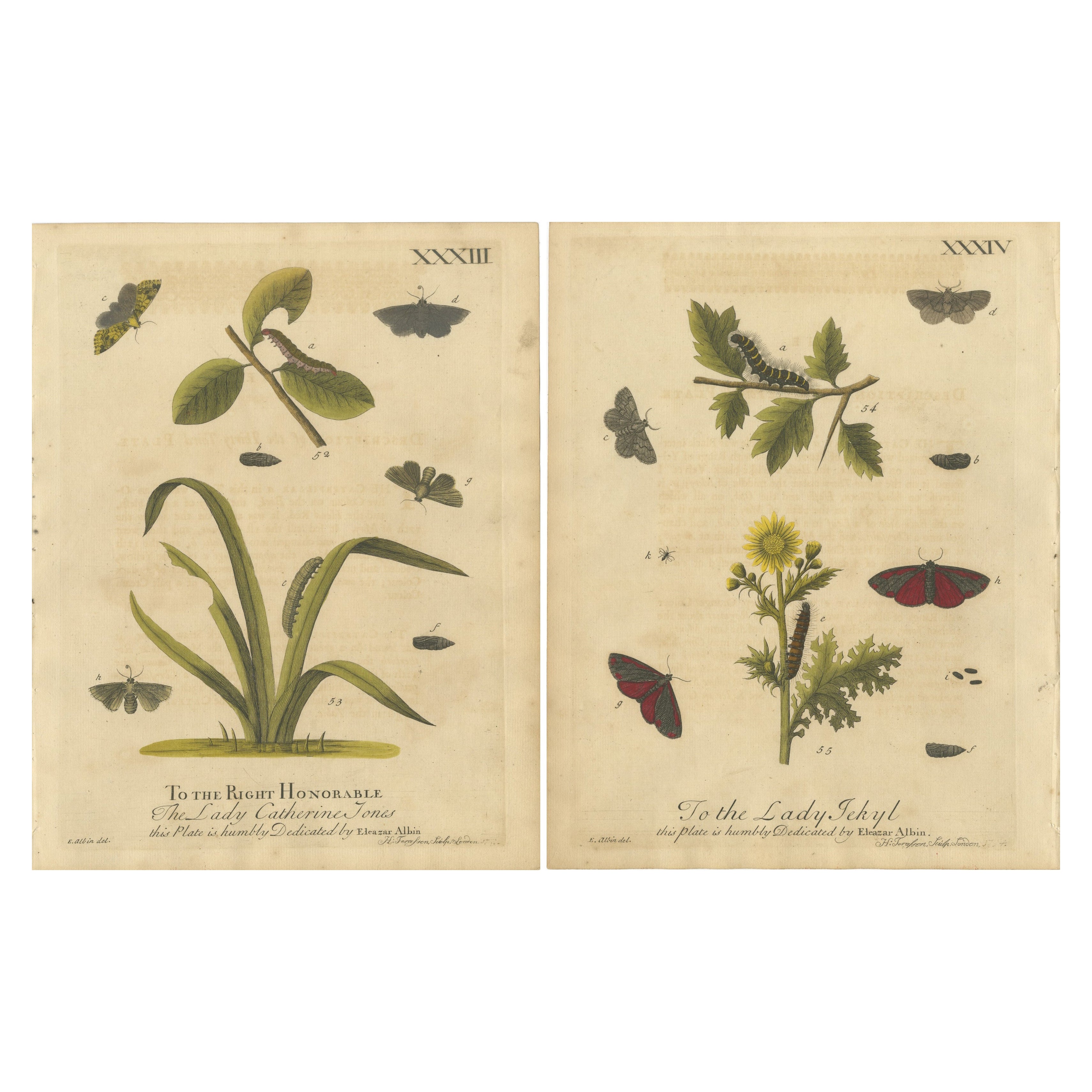 Antique English Moths and Caterpillars on Grass 
Flowering Plants – Albin 1720