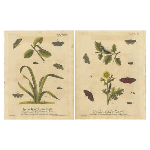 Antique English Moths and Caterpillars on Grass & Flowering Plants – Albin 1720