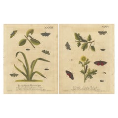 Antique English Moths and Caterpillars on Grass 
Flowering Plants – Albin 1720