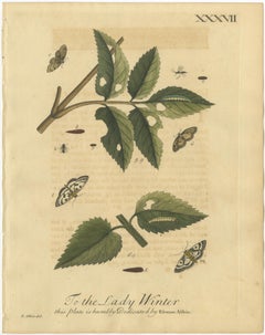 Antique English Moths and Caterpillars on Hedgerow Plants – Albin 1720