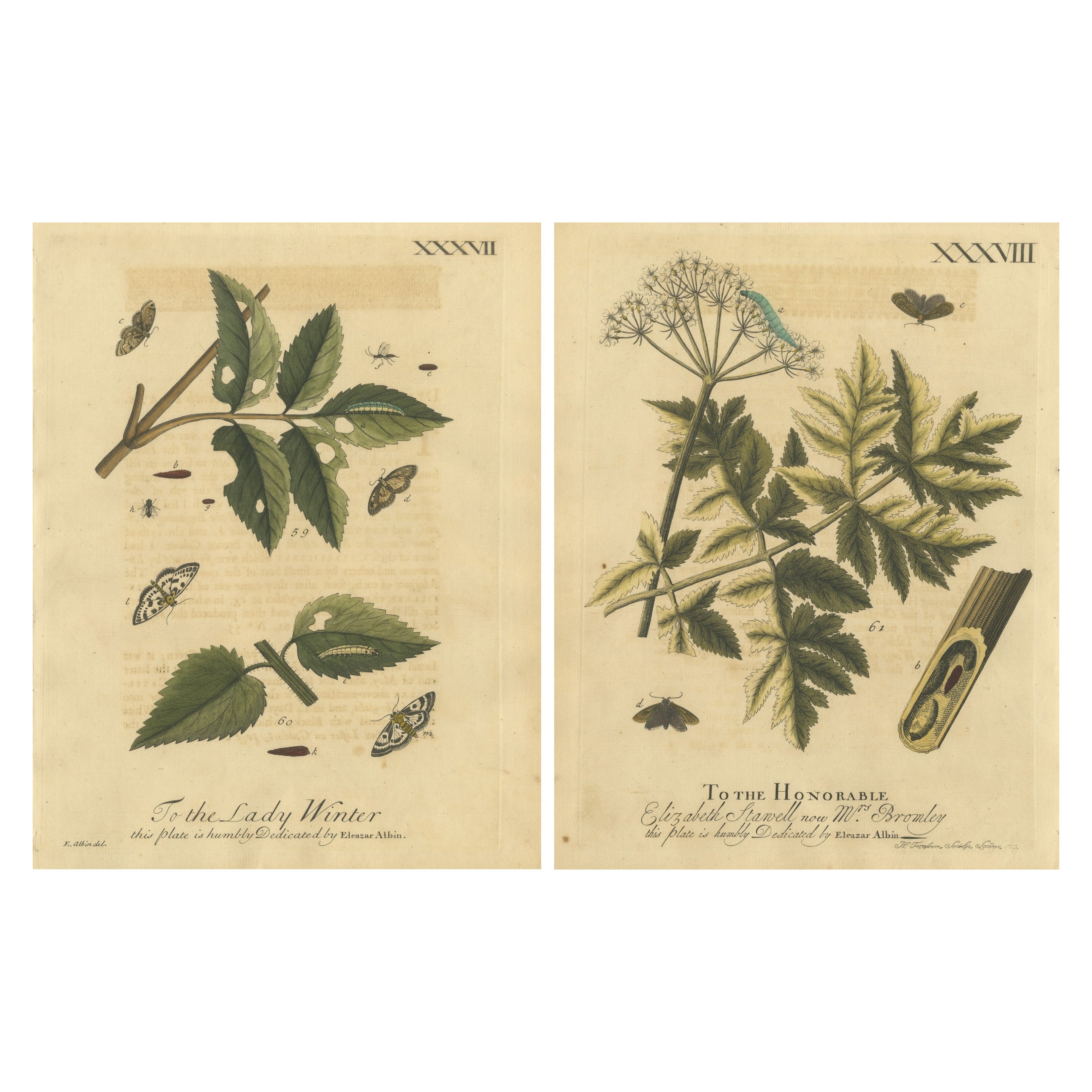 Antique English Moths and Caterpillars on Hedgerow Plants – Albin 1720
