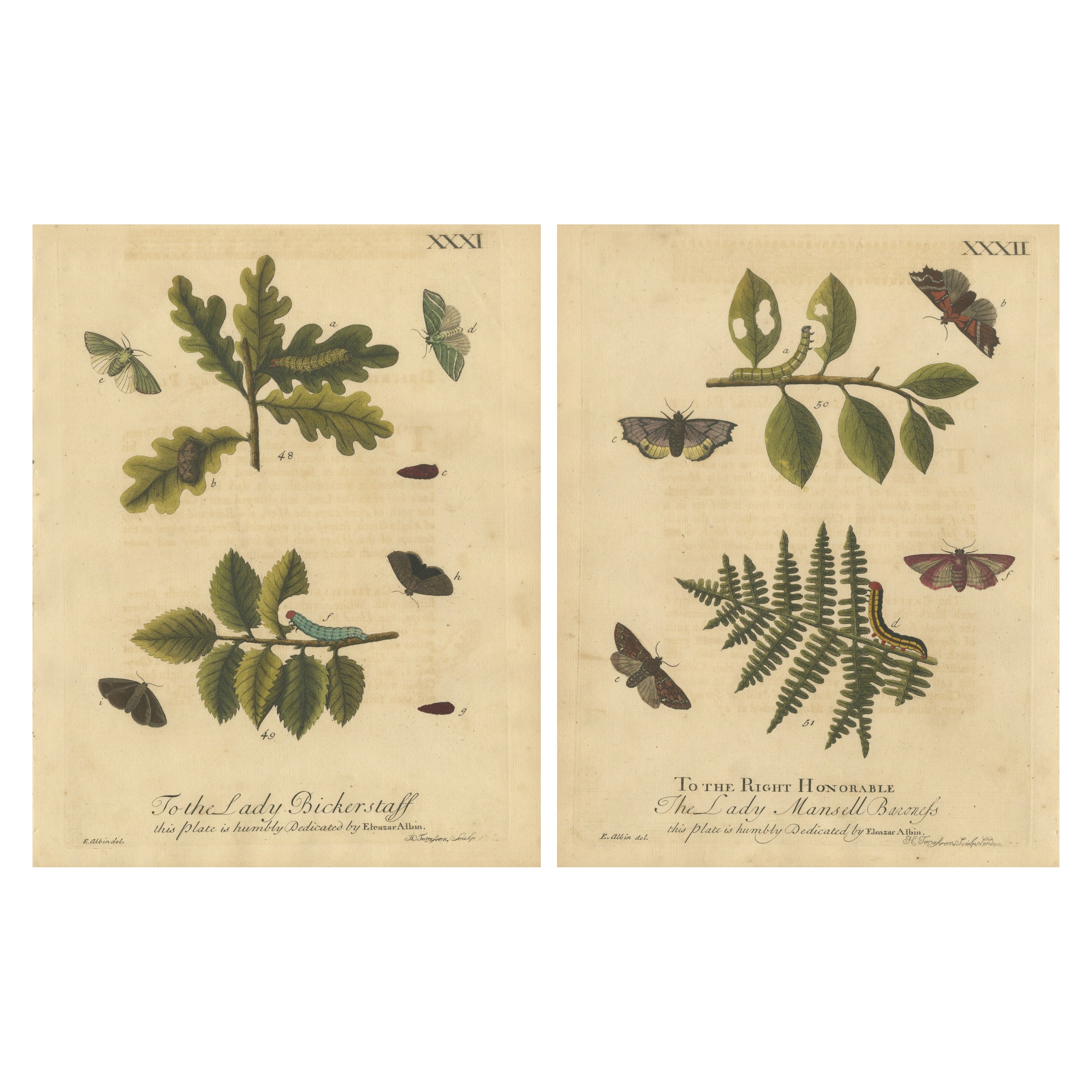 Antique English Moths and Caterpillars on Oak and Fern – Albin Entomology 1720