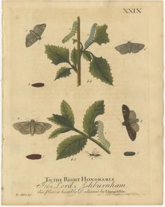 Antique English Moths & Caterpillars on Woodland Plants, Hand-Colored 1720