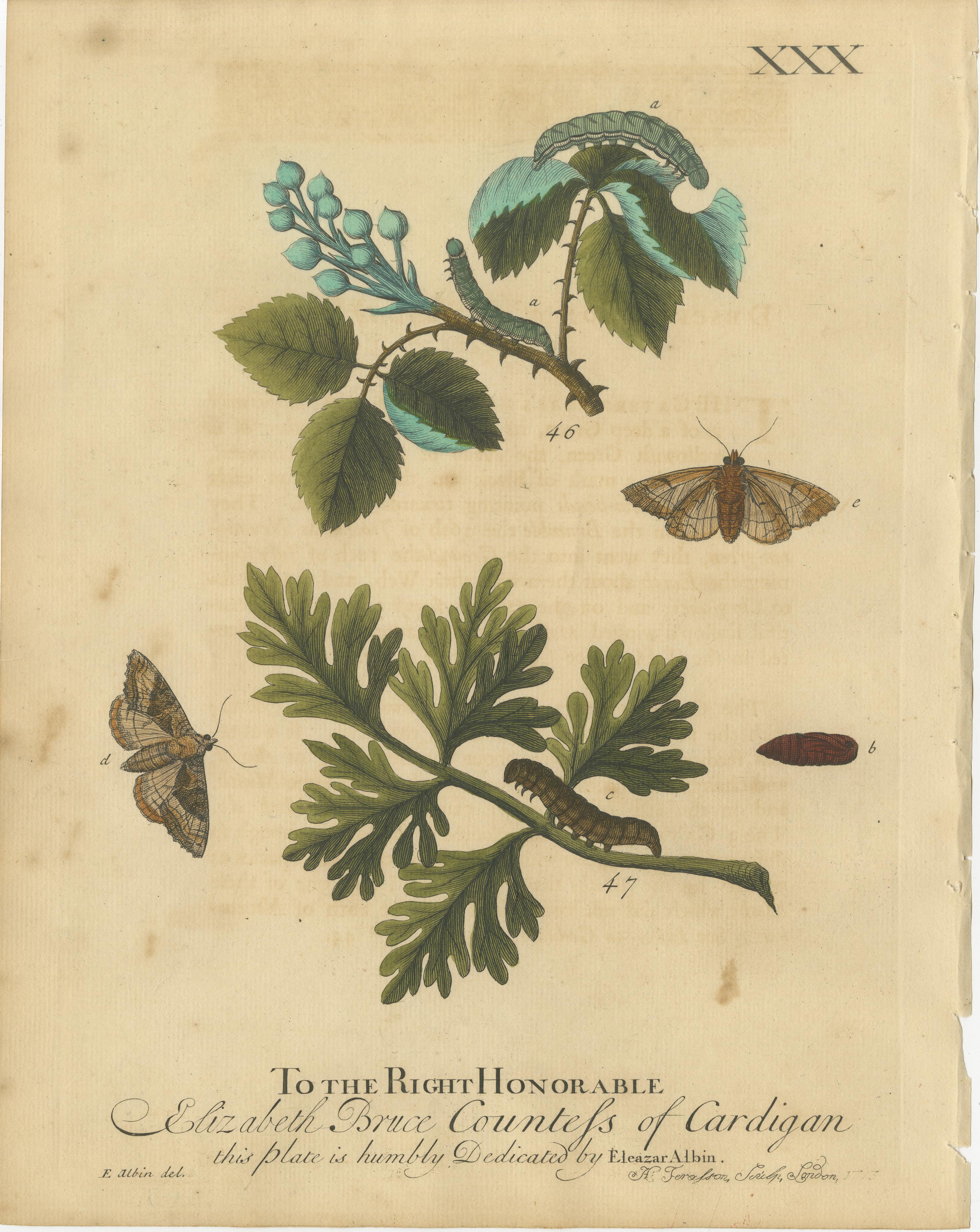 Antique English Moths & Caterpillars on Woodland Plants, Hand-Colored 1720