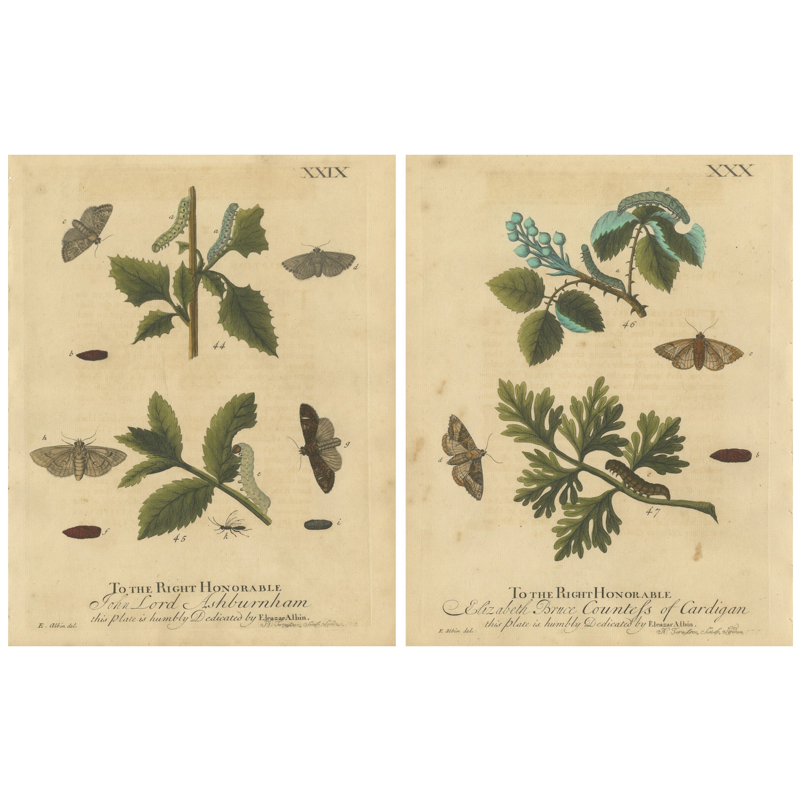 Antique English Moths 
Caterpillars on Woodland Plants, Hand-Colored 1720