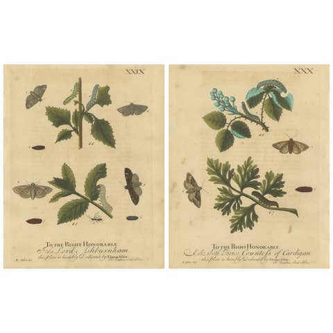 Antique English Moths & Caterpillars on Woodland Plants, Hand-Colored 1720