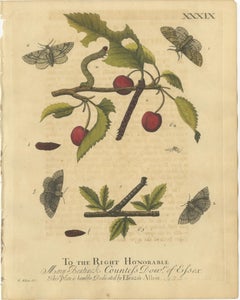 Antique English Moths on Fruit and Hedgerow Shrubs – Albin Entomology 1720
