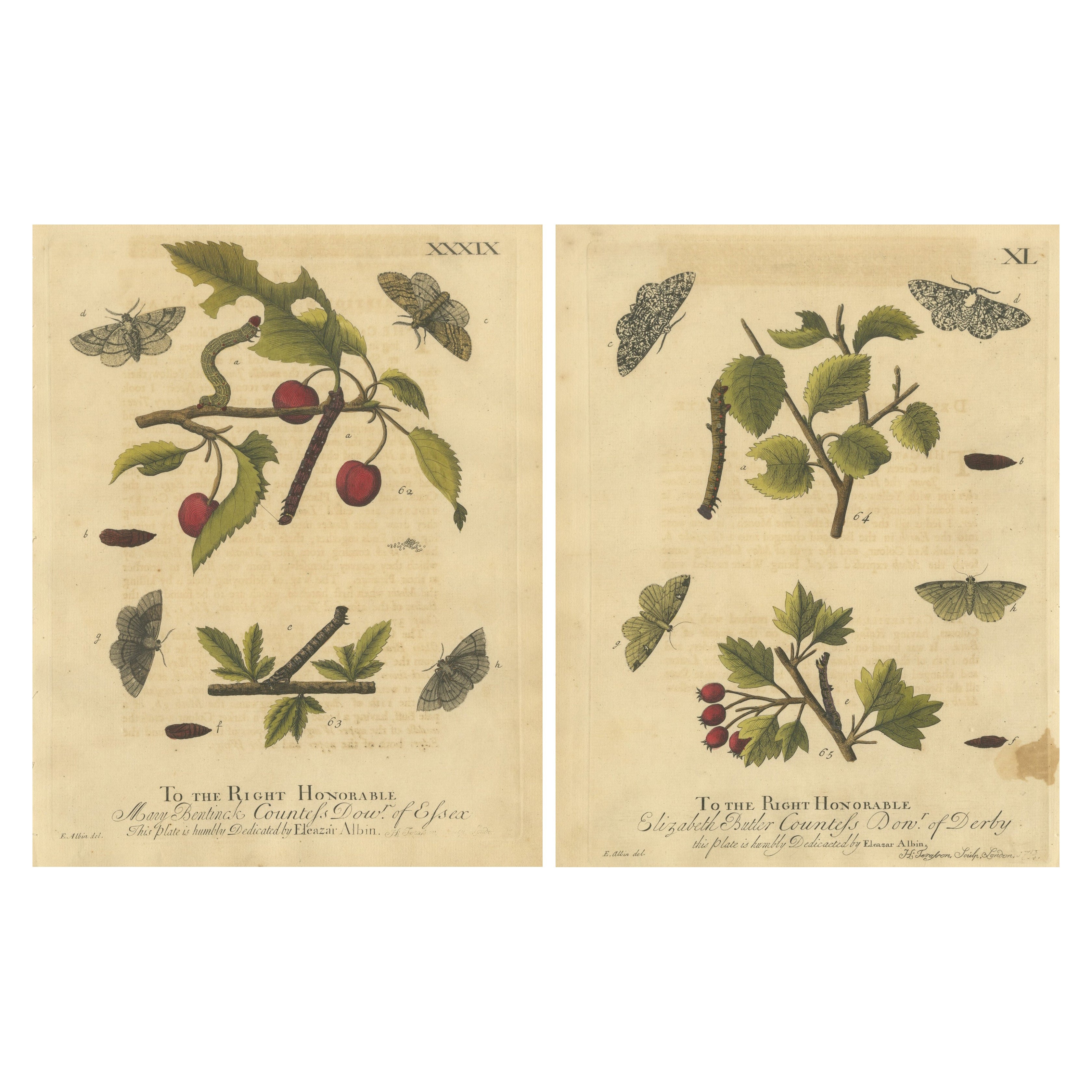 Antique English Moths on Fruit and Hedgerow Shrubs – Albin Entomology 1720