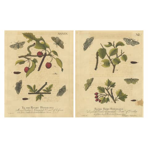 Antique English Moths on Fruit and Hedgerow Shrubs – Albin Entomology 1720