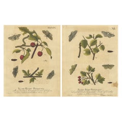 Antique English Moths on Fruit and Hedgerow Shrubs – Albin Entomology 1720