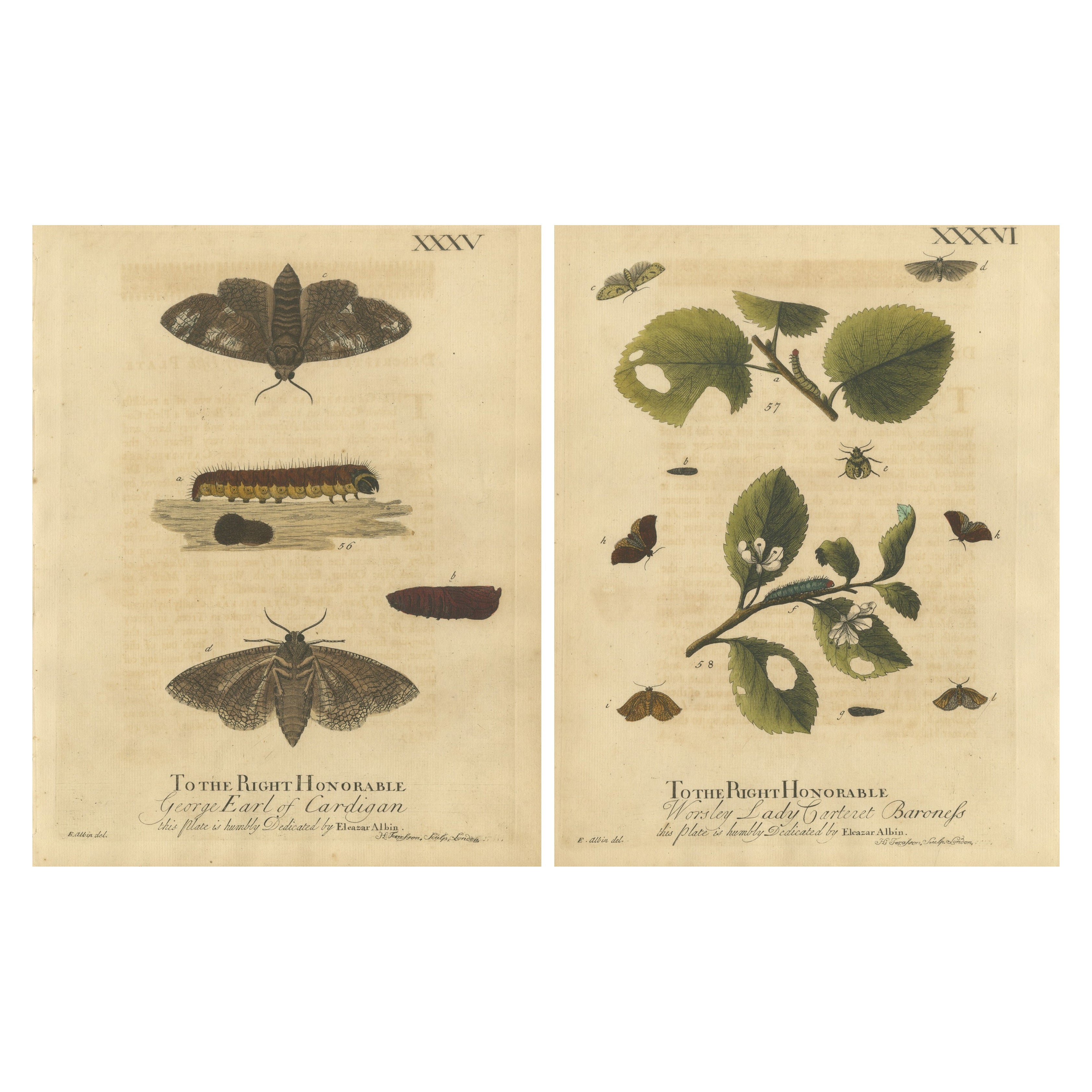 Antique English Moths with Caterpillars and Host Plants – Albin Entomology 1720 For Sale