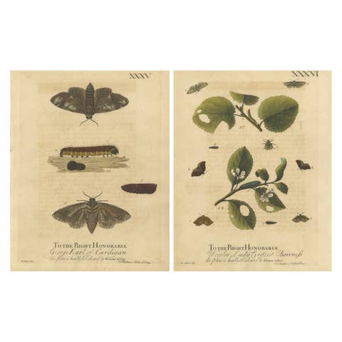 Antique English Moths with Caterpillars and Host Plants – Albin Entomology 1720