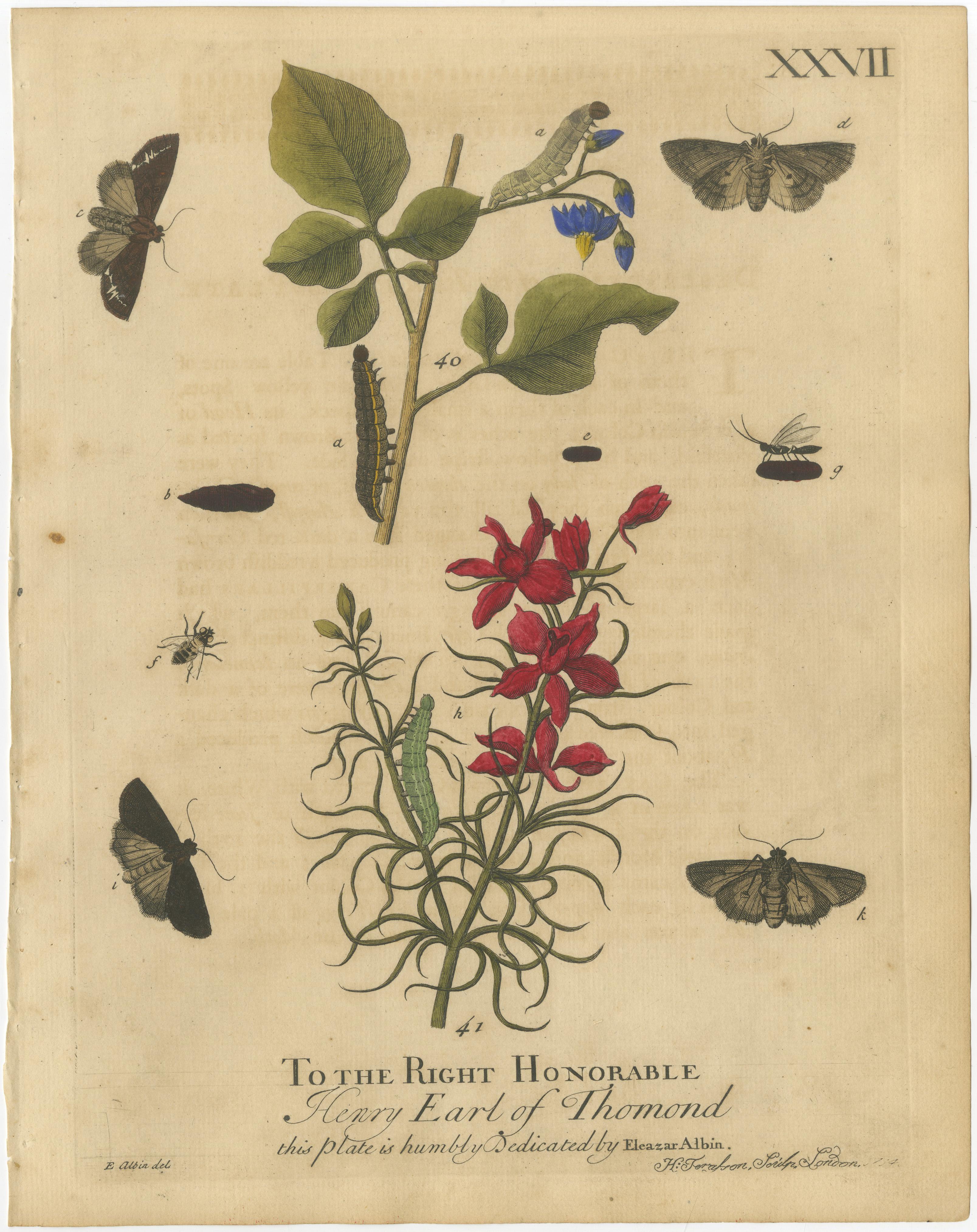 Antique English Moths with Garden Flowers, Hand-Colored Engravings 1720