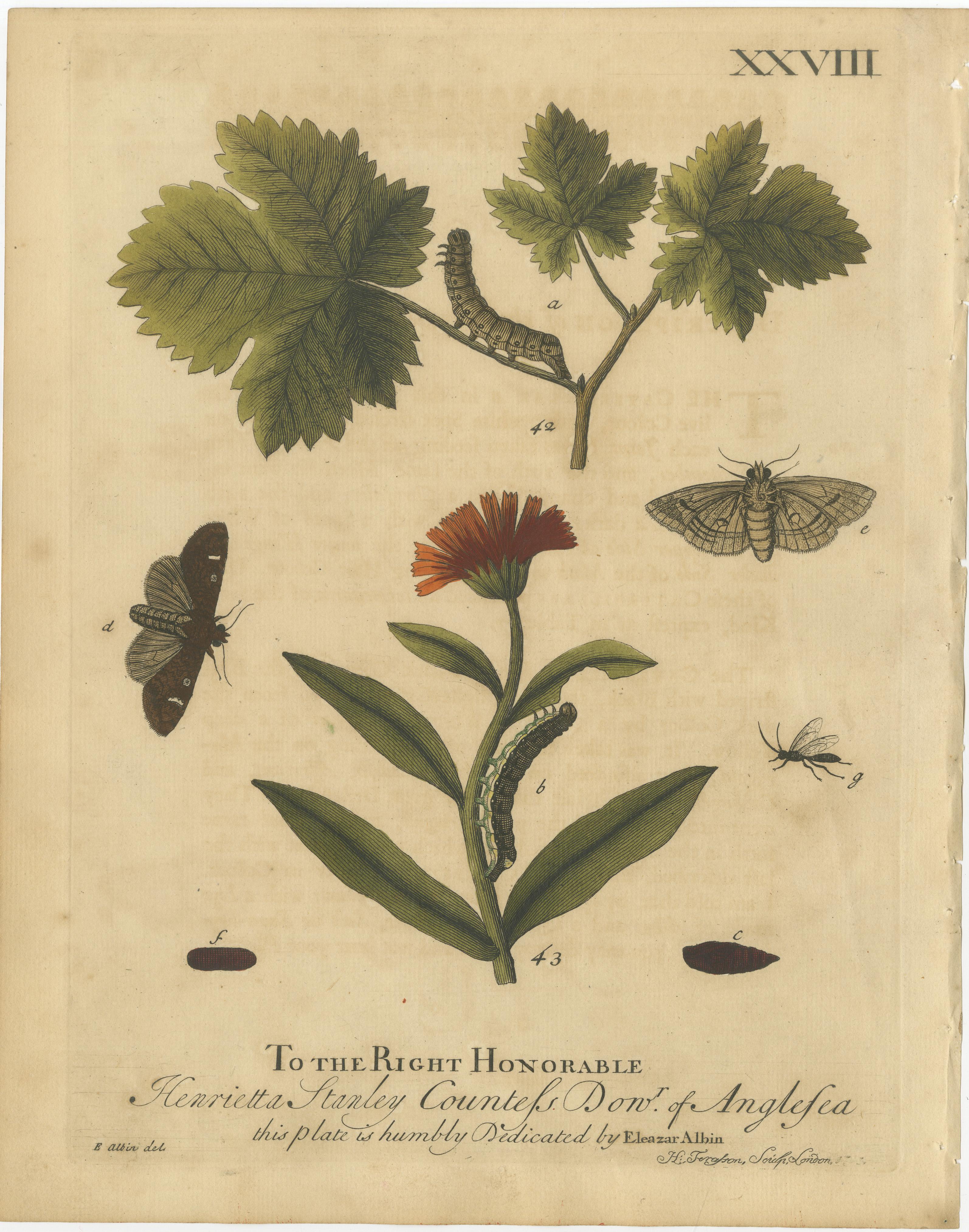 Antique English Moths with Garden Flowers, Hand-Colored Engravings 1720