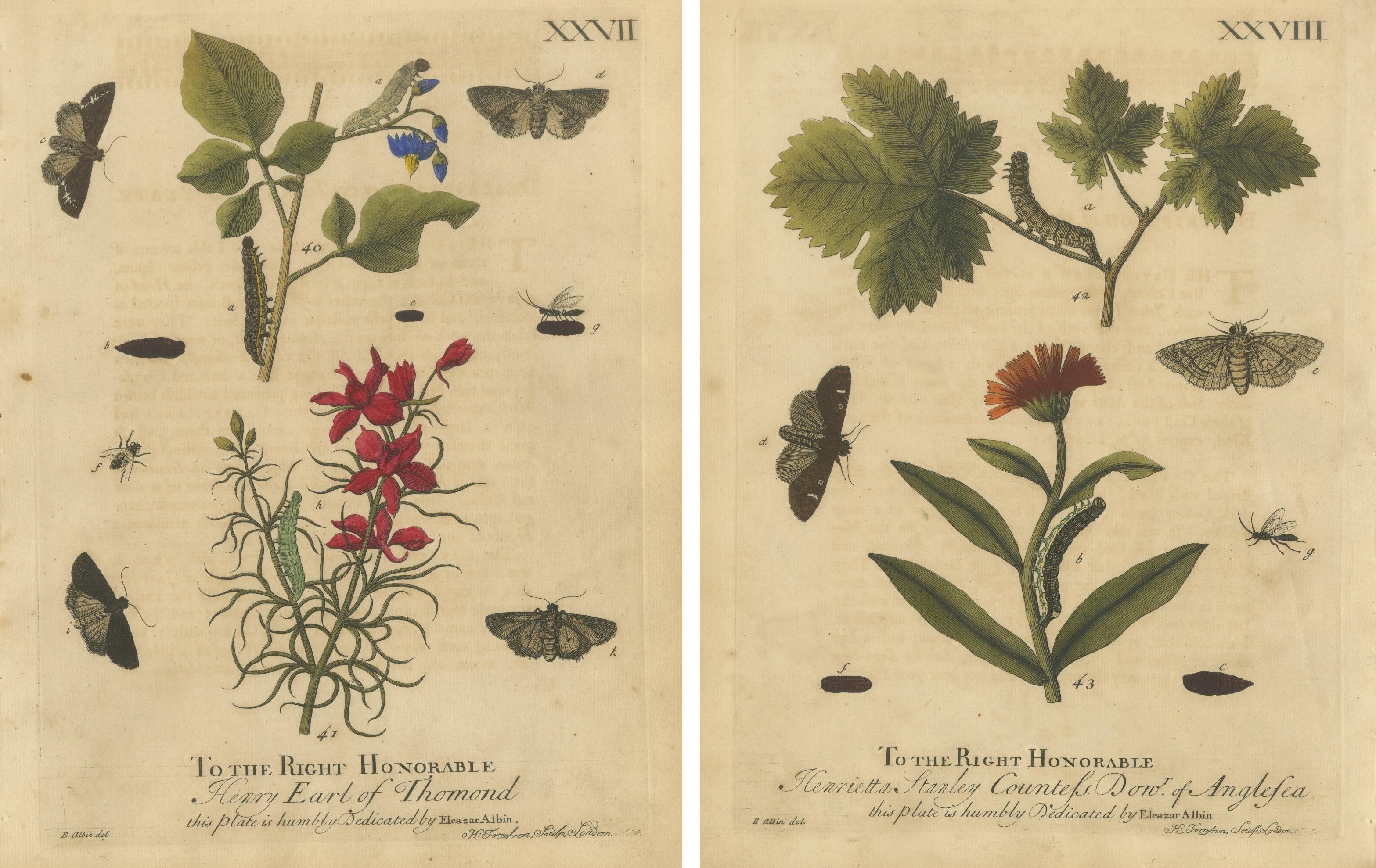 Antique English Moths with Garden Flowers, Hand-Colored Engravings 1720