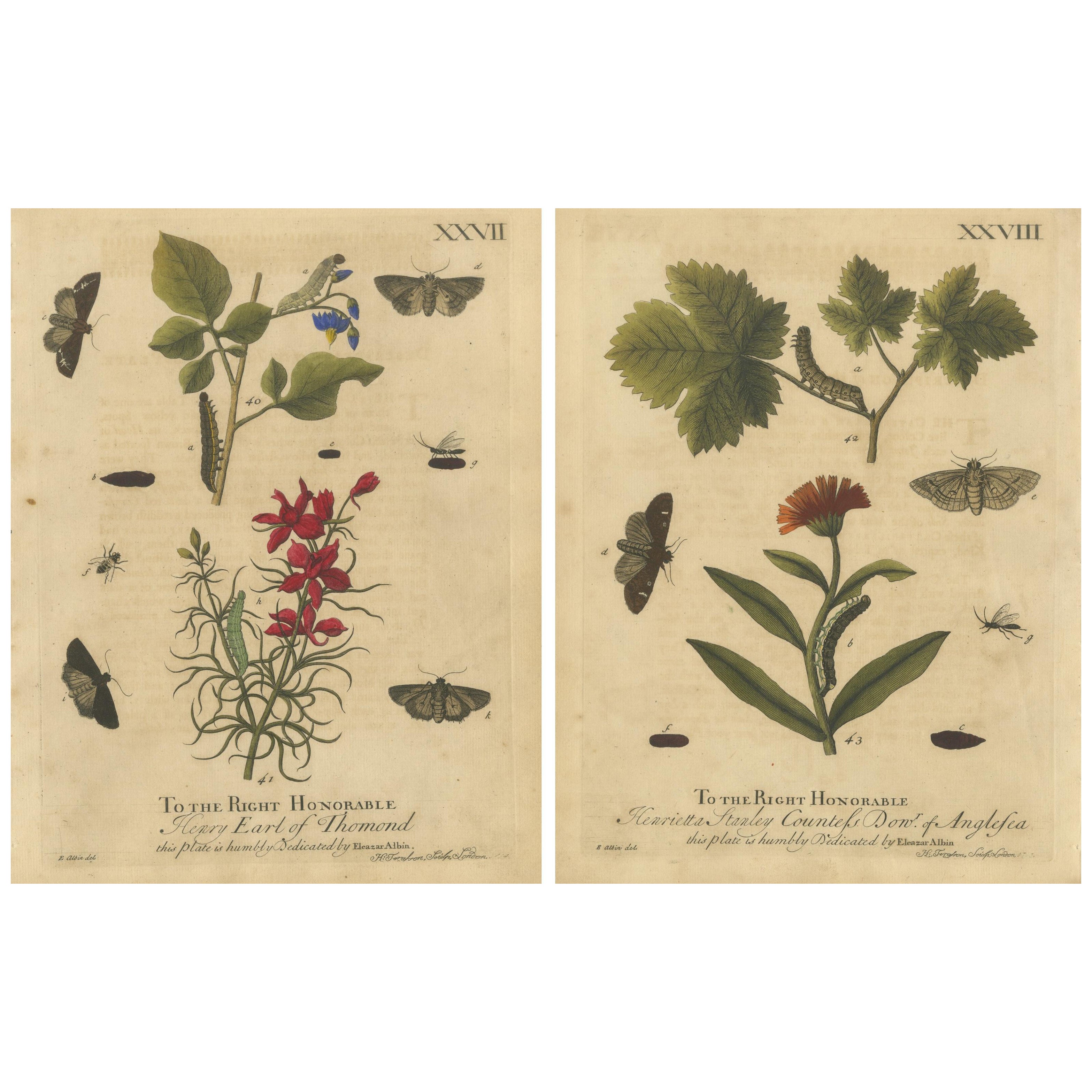 Antique English Moths with Garden Flowers, Hand-Colored Engravings 1720