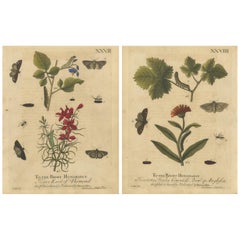 Antique English Moths with Garden Flowers, Hand-Colored Engravings 1720