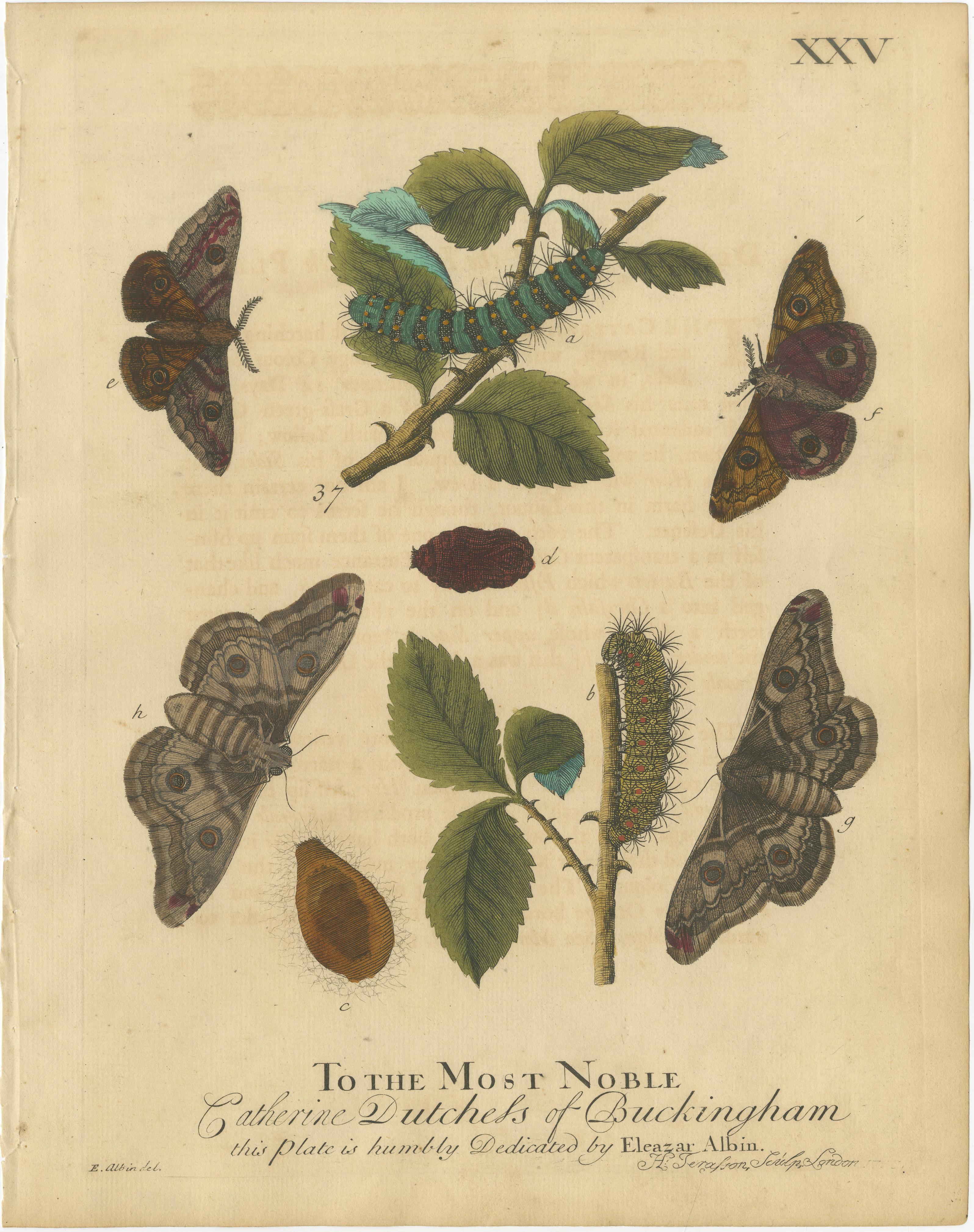 Antique English Moths with Oak Leaves – Hand-Colored Entomology Engravings 1720