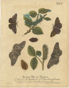 Antique English Moths with Oak Leaves – Hand-Colored Entomology Engravings 1720
