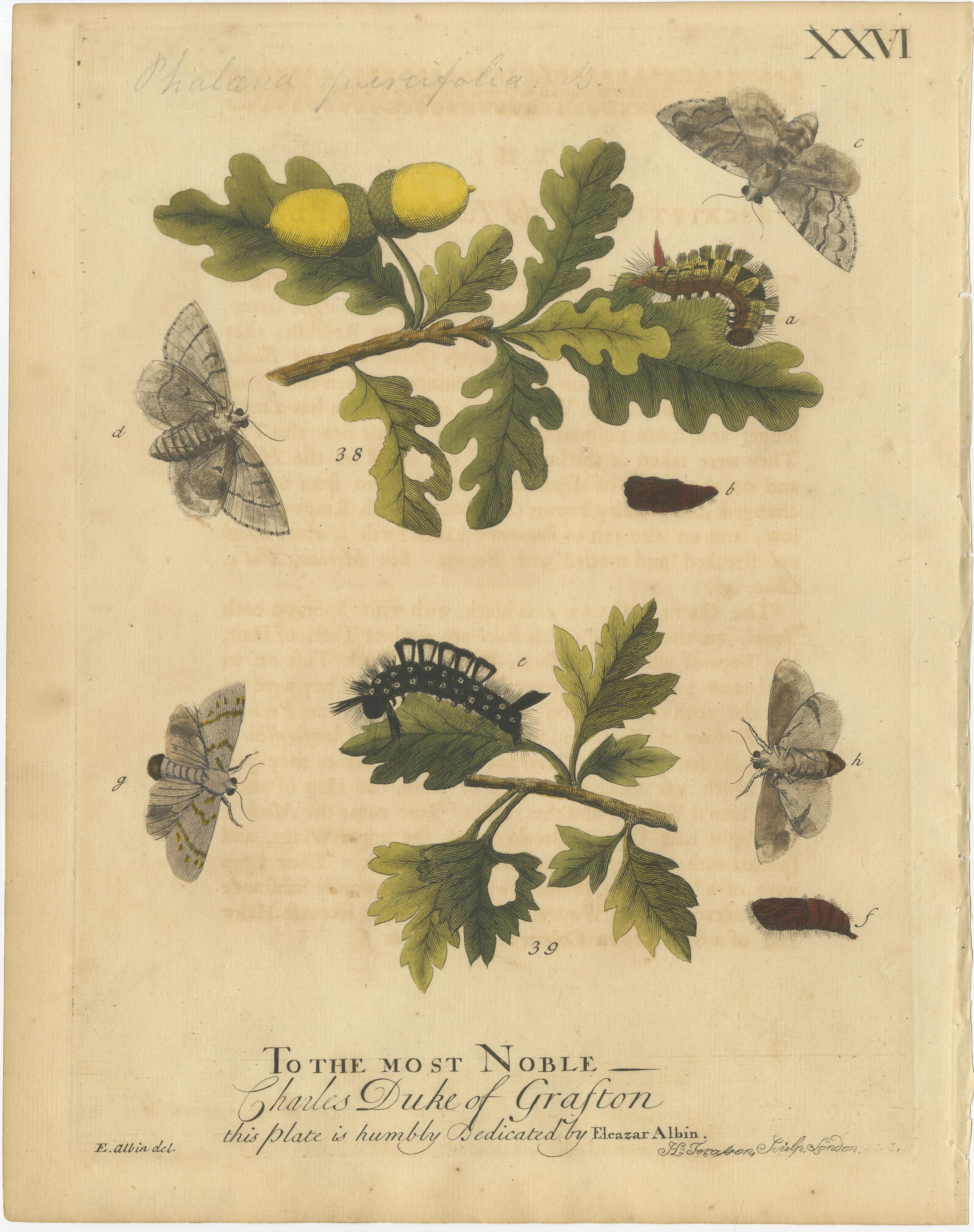 Antique English Moths with Oak Leaves – Hand-Colored Entomology Engravings 1720