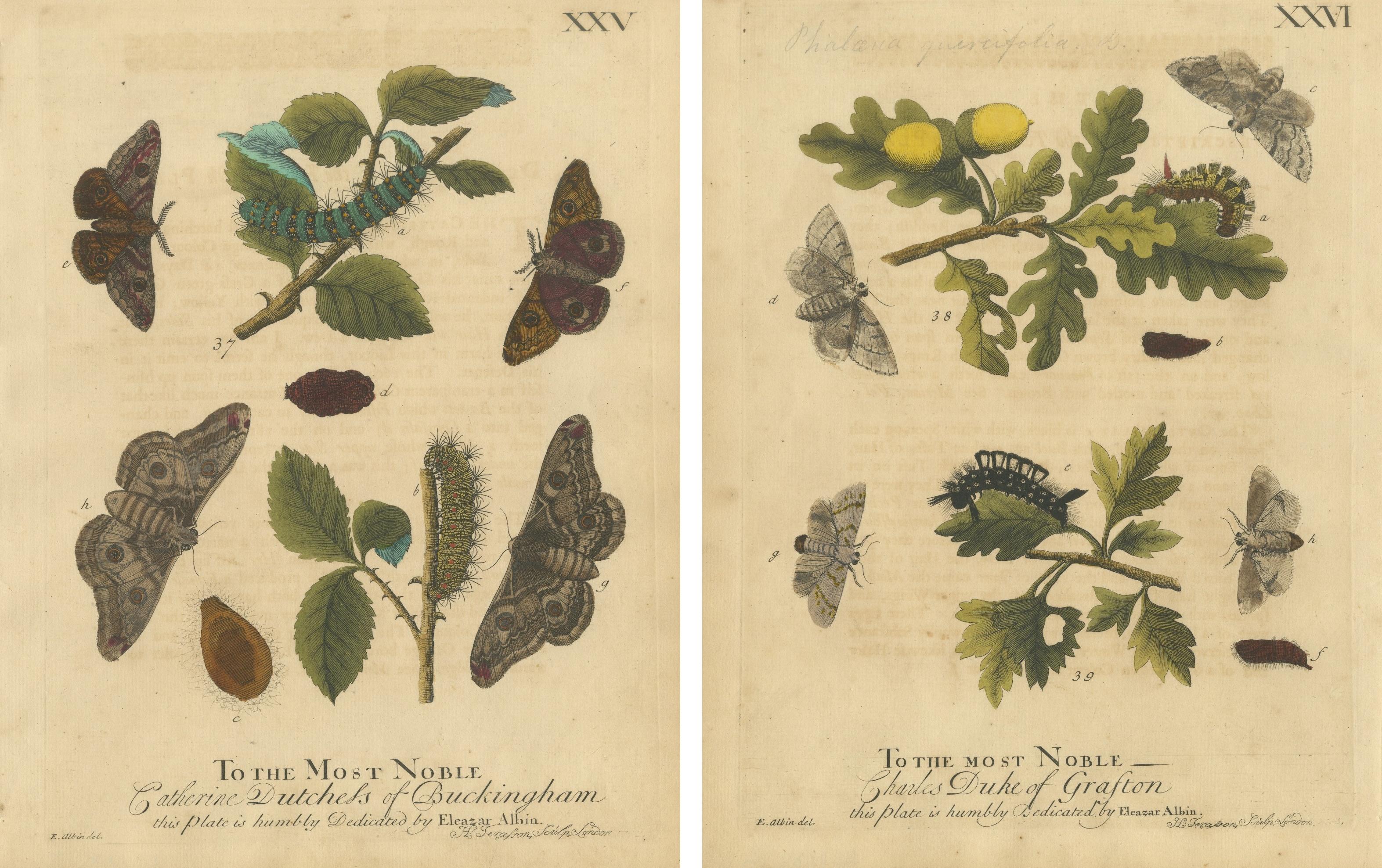 Antique English Moths with Oak Leaves – Hand-Colored Entomology Engravings 1720