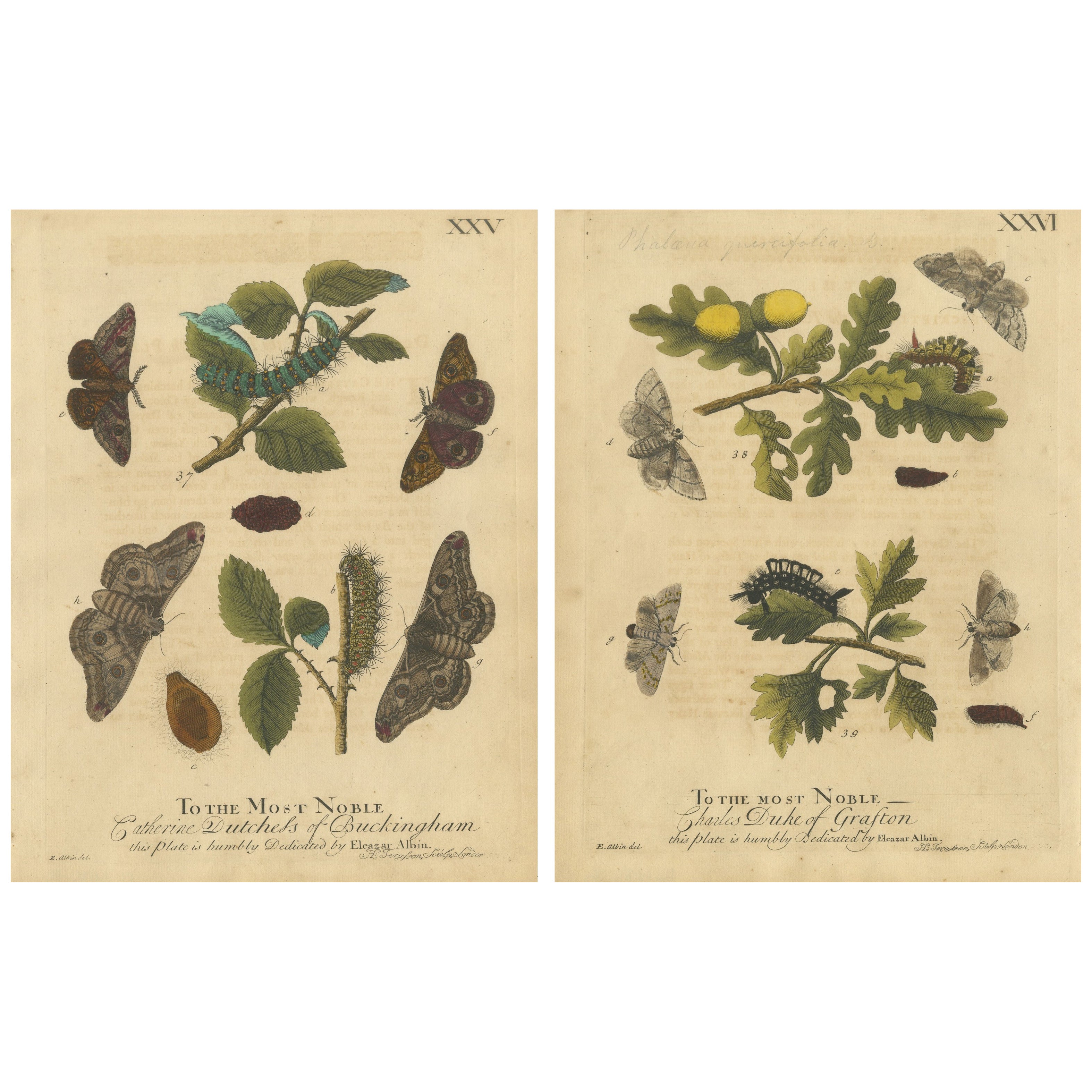 Antique English Moths with Oak Leaves – Hand-Colored Entomology Engravings 1720