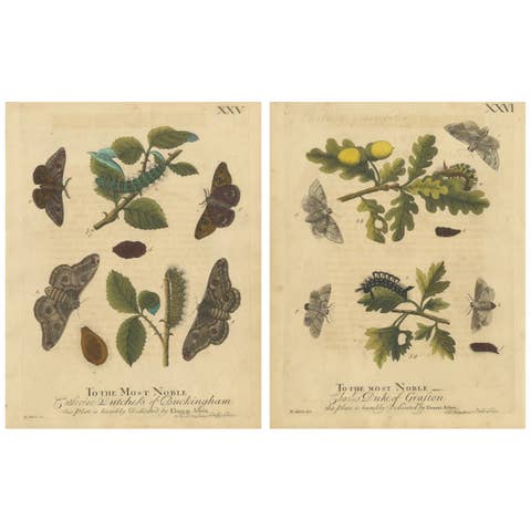 Antique English Moths with Oak Leaves – Hand-Colored Entomology Engravings 1720