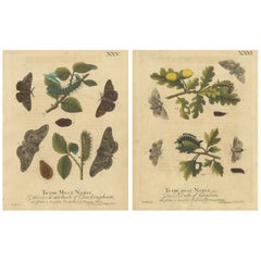 Antique English Moths with Oak Leaves – Hand-Colored Entomology Engravings 1720