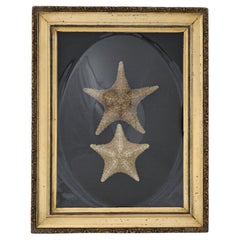 Antique English Presentation of Two Starfish