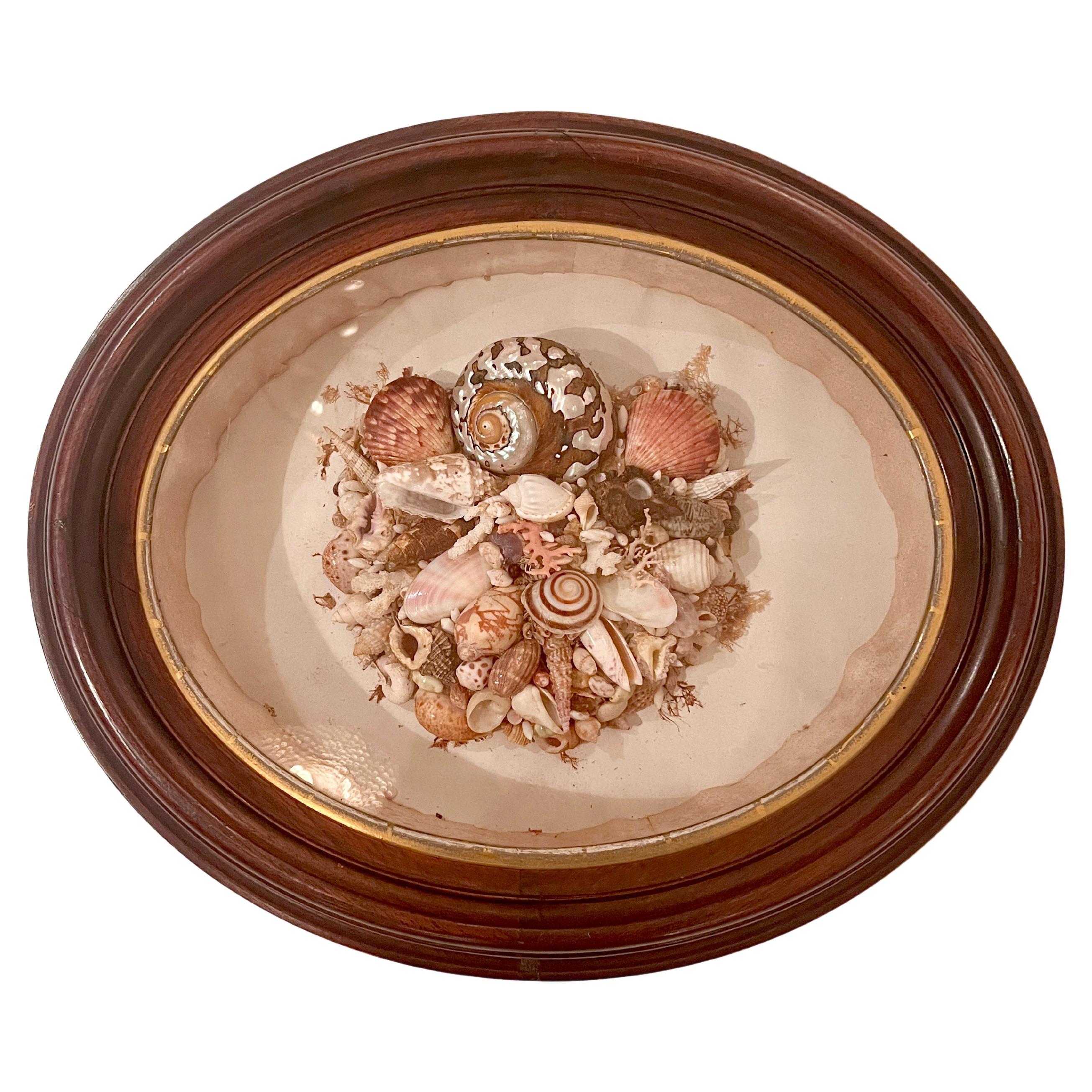 Antique English "Victorian” Framed Seashell Shadow Box, Circa 1860-1870