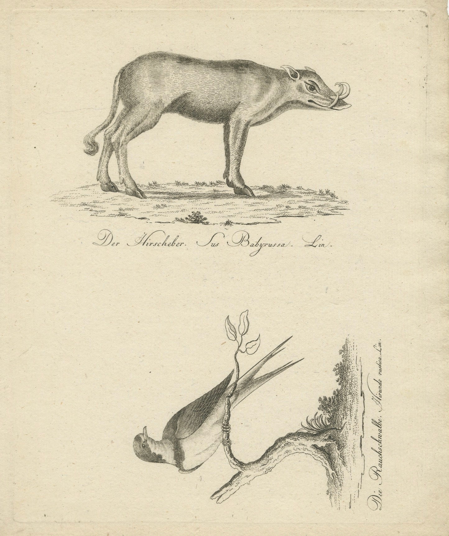 Title:
Antique Engraving of a Babirusa and a Swallow (Sus Babyrussa Linn. & Hirundo rustica Linn.), circa 1800

Description:
This fine natural history engraving presents two distinct animal studies — the Babirusa (Sus Babyrussa Linn.) and the Barn