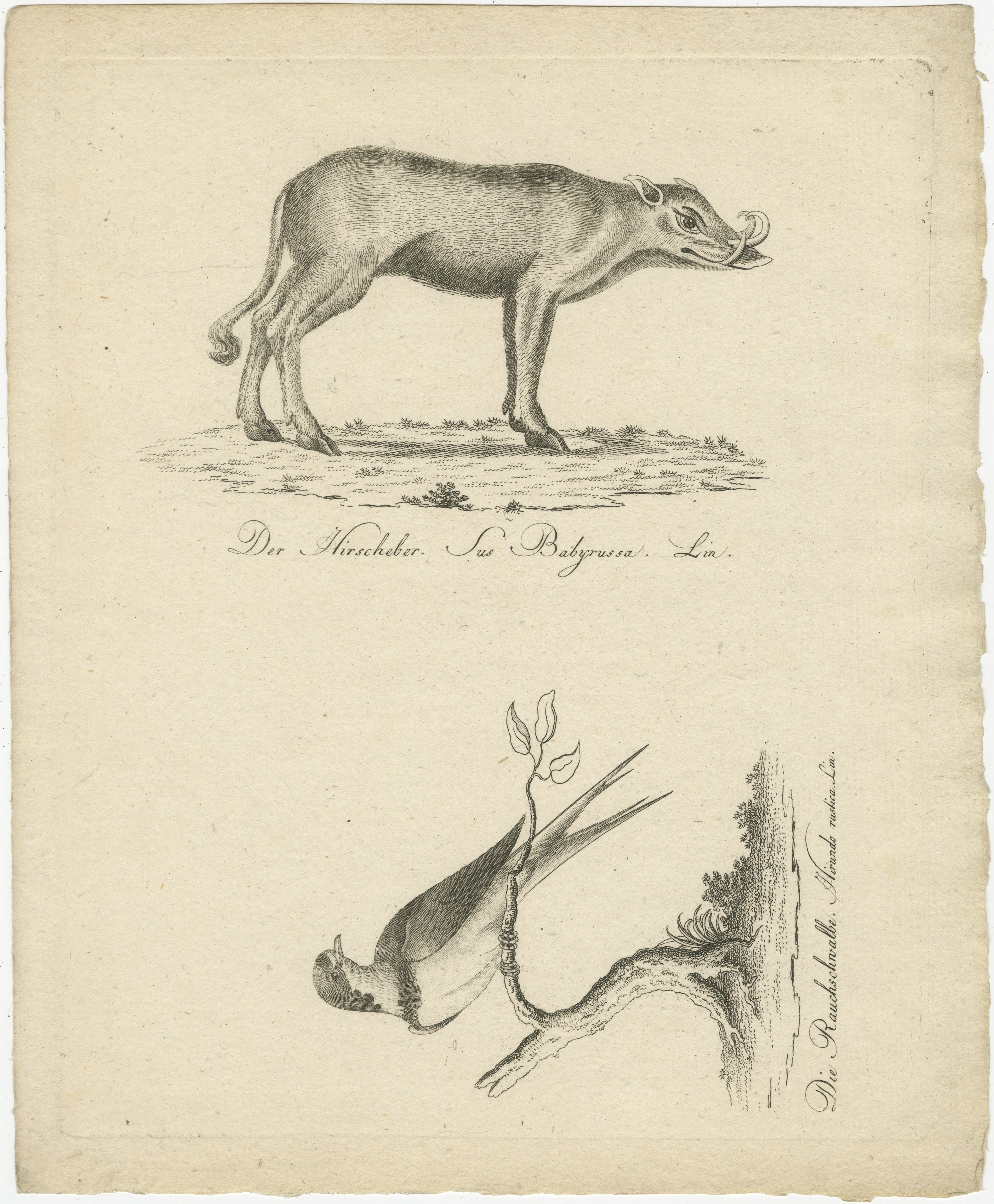 Allemand Antique Engraving of a Babirusa and a Swallow, ca.1800 en vente