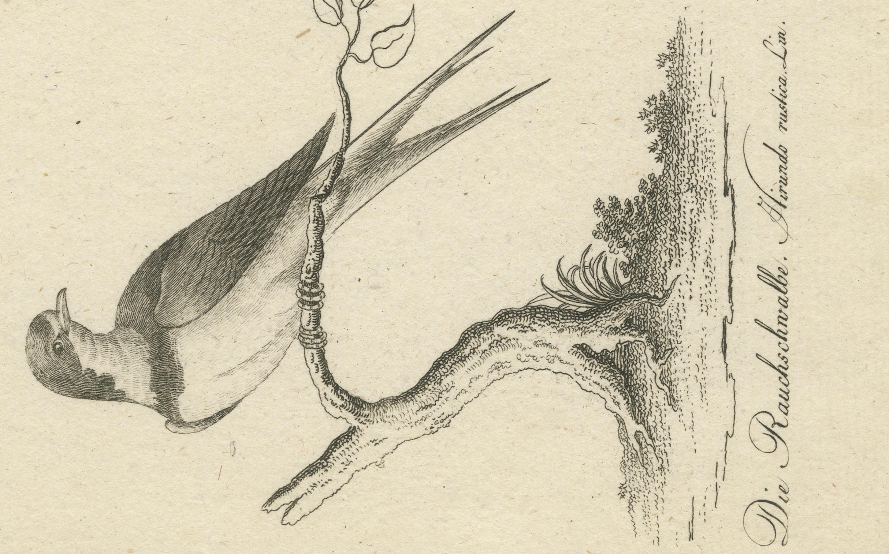 Gravé Antique Engraving of a Babirusa and a Swallow, ca.1800 en vente