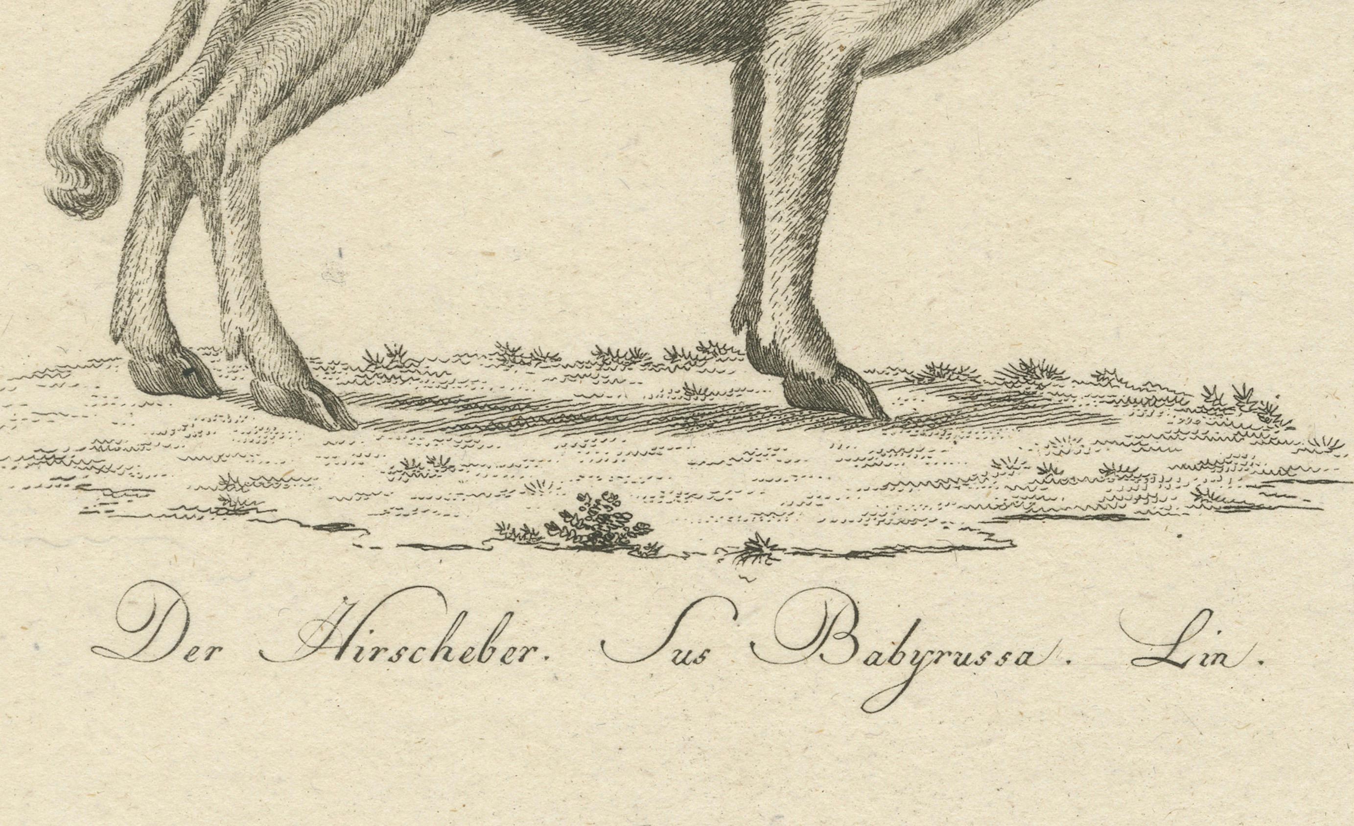 Antique Engraving of a Babirusa and a Swallow, ca.1800 Bon état - En vente à Langweer, NL