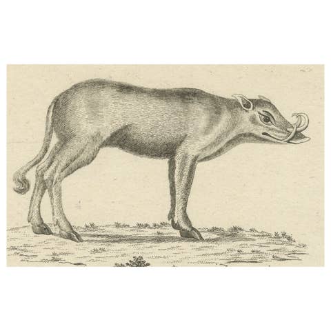 Antique Engraving of a Babirusa and a Swallow, ca.1800