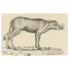 Antique Engraving of a Babirusa and a Swallow, ca.1800