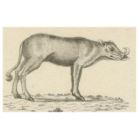 Antique Engraving of a Babirusa and a Swallow, ca.1800