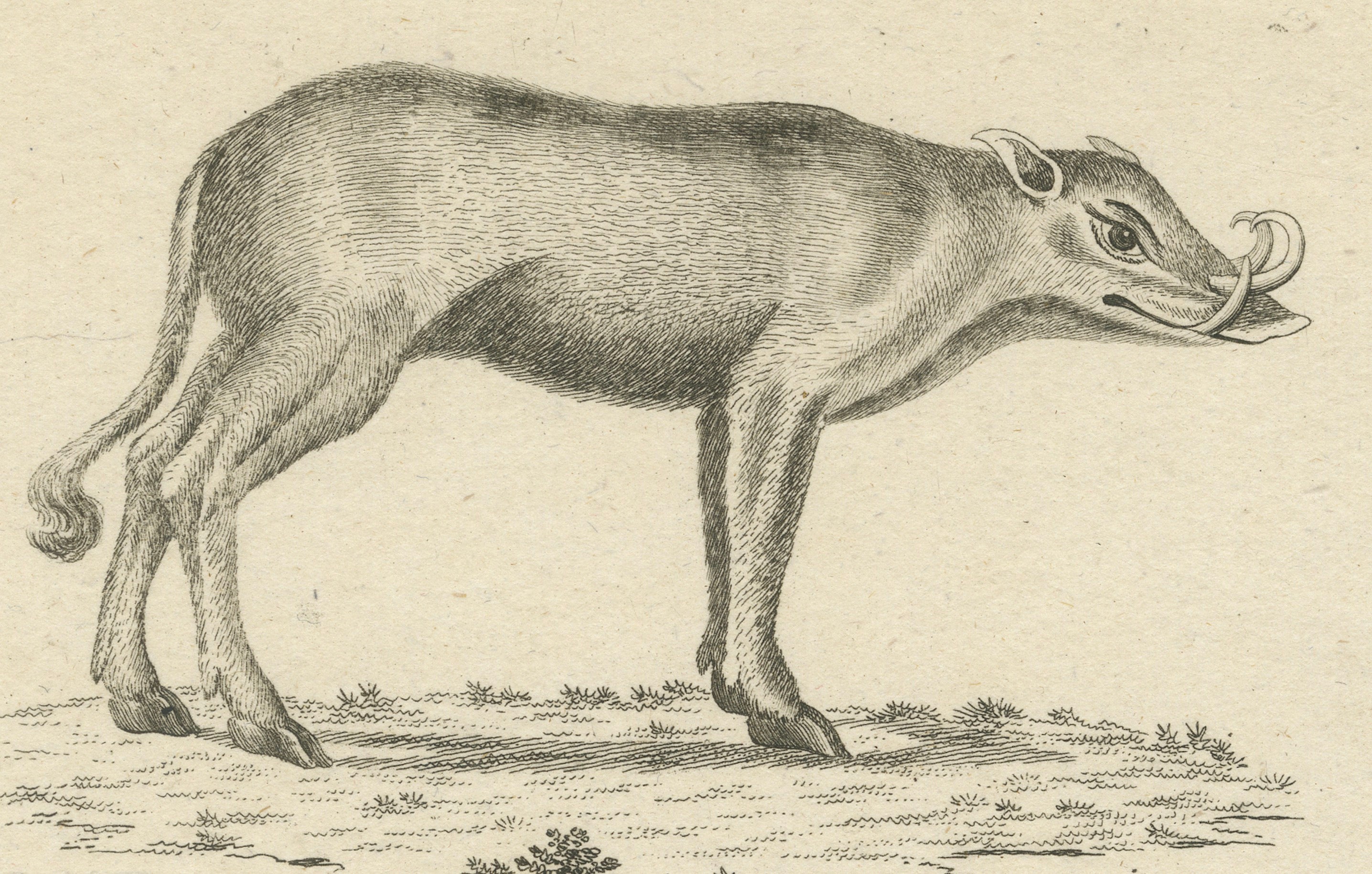 Antique Engraving of a Babirusa and a Swallow, ca.1800 en vente