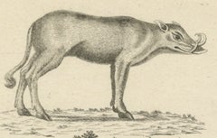 Antique Engraving of a Babirusa and a Swallow, ca.1800