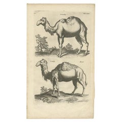 Antique Engraving of a Camel and Dromedary by Merian, 1657