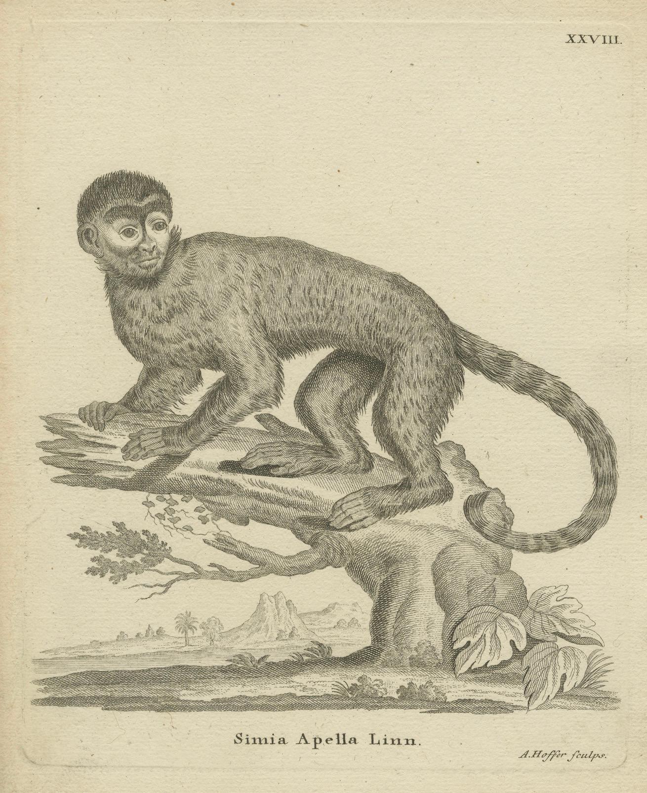 Antique Engraving of a Capuchin Monkey (Simia Apella Linn.), engraved by A. Hoffer, circa 1800

This elegant natural history engraving depicts the Capuchin Monkey (Simia Apella Linn.), engraved by A. Hoffer around 1800. The plate belongs to the