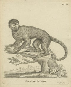 Antique Engraving of a Capuchin Monkey (Simia apella Linn.), A. Hoffer, ca.1800