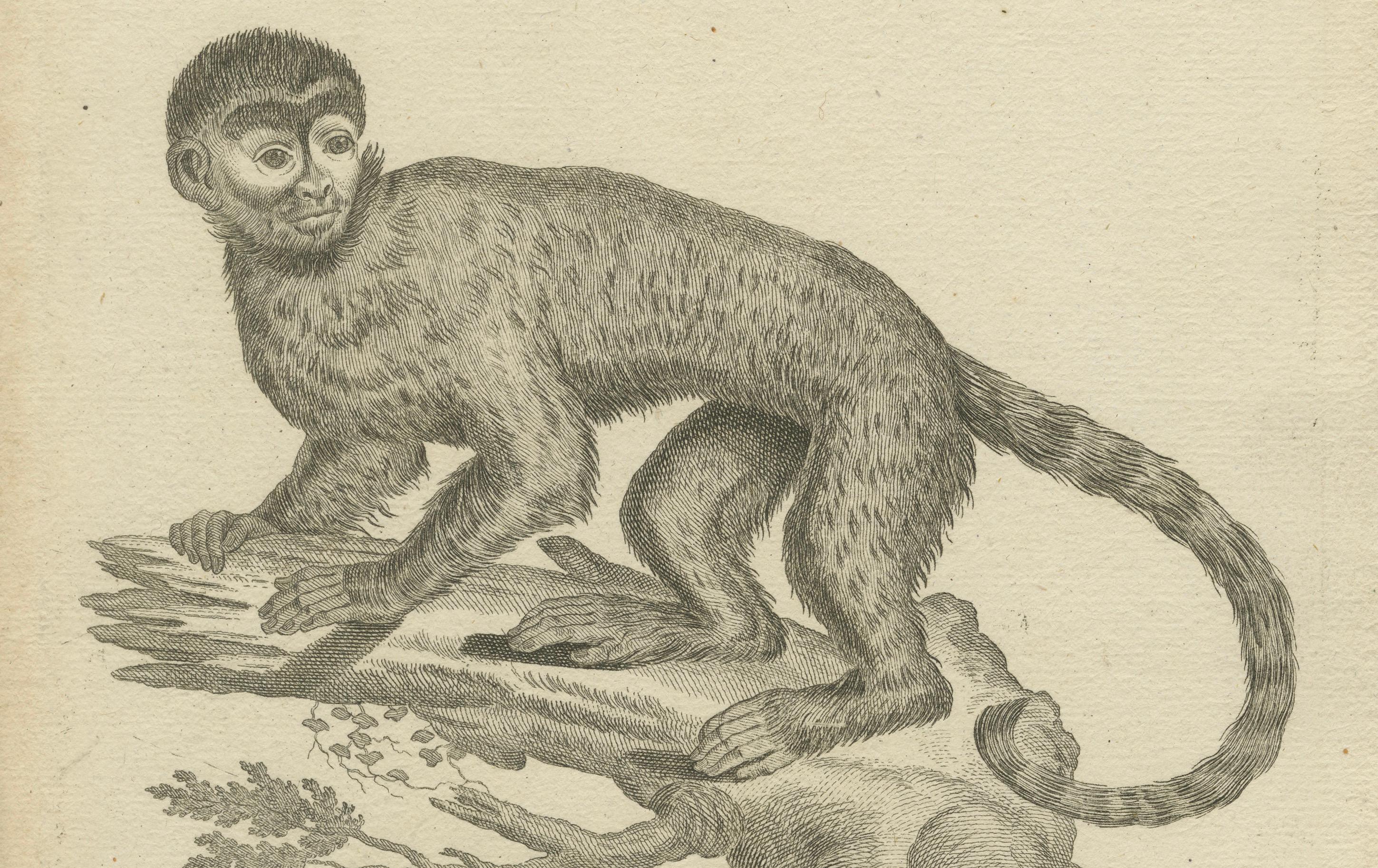 Allemand Antique Engraving of a Capuchin Monkey (Simia apella Linn.), A. Hoffer, ca.1800 en vente
