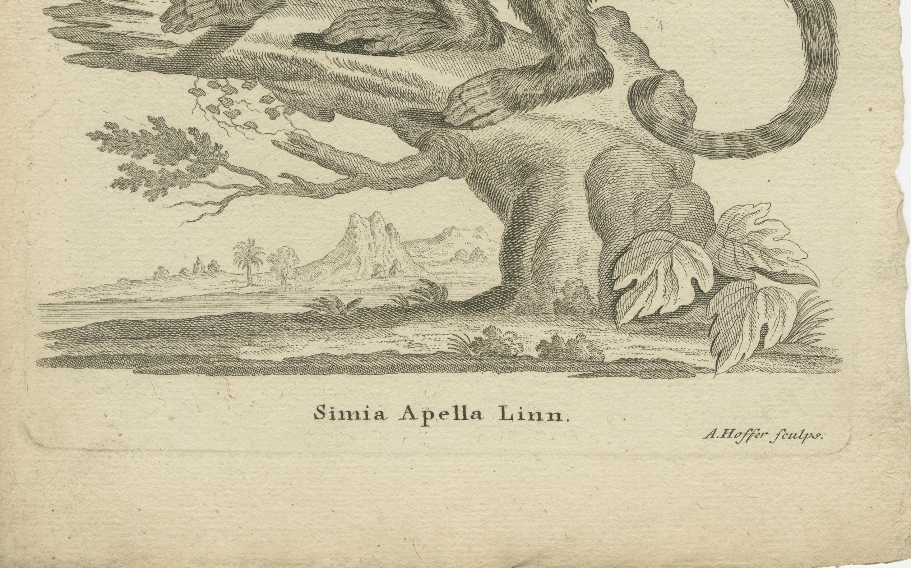 Gravé Antique Engraving of a Capuchin Monkey (Simia apella Linn.), A. Hoffer, ca.1800 en vente