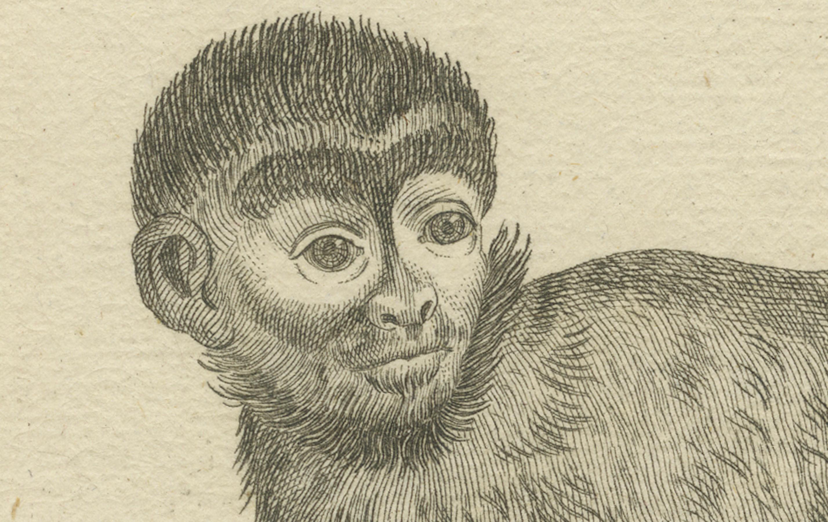 Antique Engraving of a Capuchin Monkey (Simia apella Linn.), A. Hoffer, ca.1800 Bon état - En vente à Langweer, NL