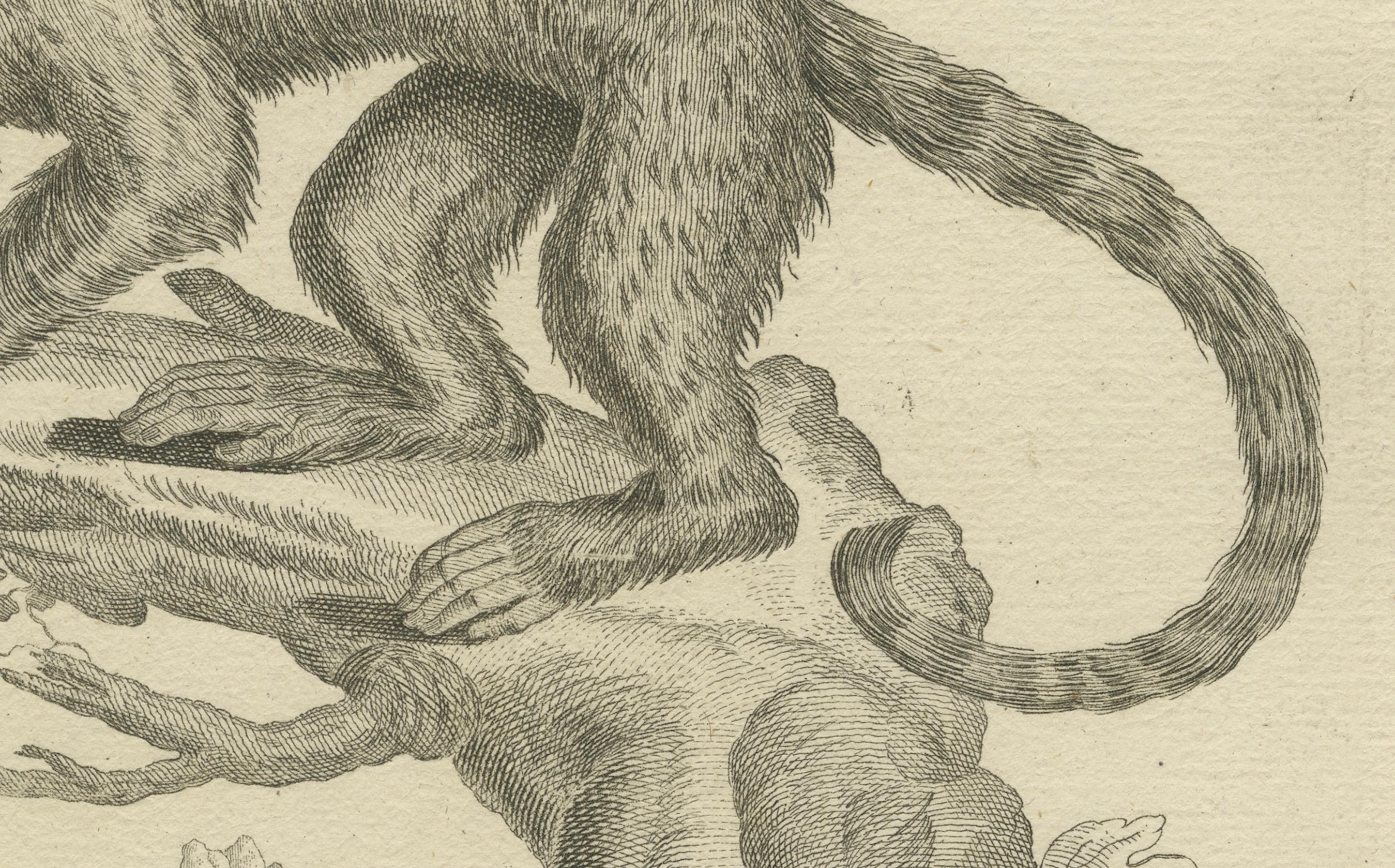 XIXe siècle Antique Engraving of a Capuchin Monkey (Simia apella Linn.), A. Hoffer, ca.1800 en vente