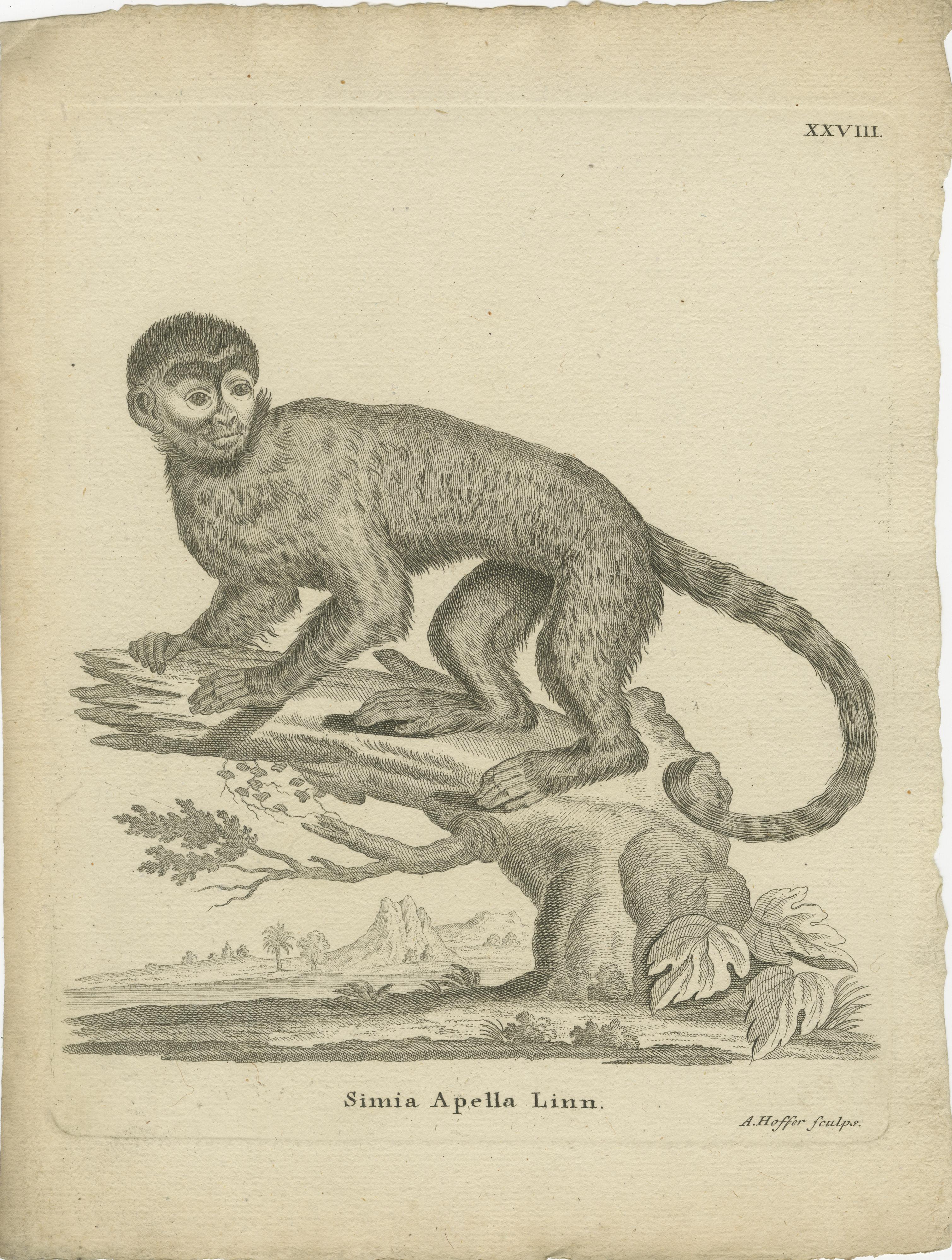 Papier Antique Engraving of a Capuchin Monkey (Simia apella Linn.), A. Hoffer, ca.1800 en vente