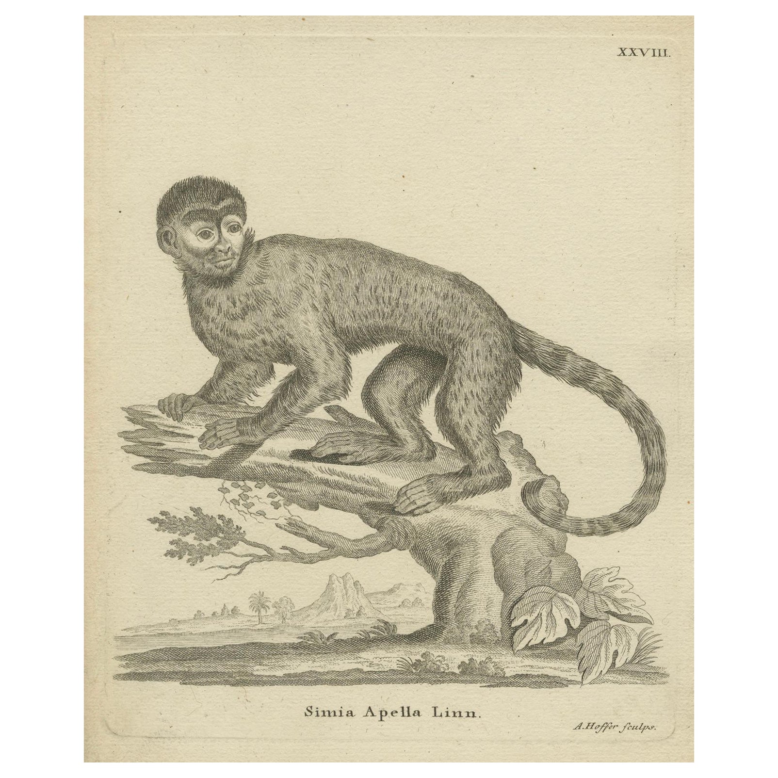 Antique Engraving of a Capuchin Monkey (Simia apella Linn.), A. Hoffer, ca.1800 en vente