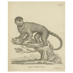 Antique Engraving of a Capuchin Monkey (Simia apella Linn.), A. Hoffer, ca.1800